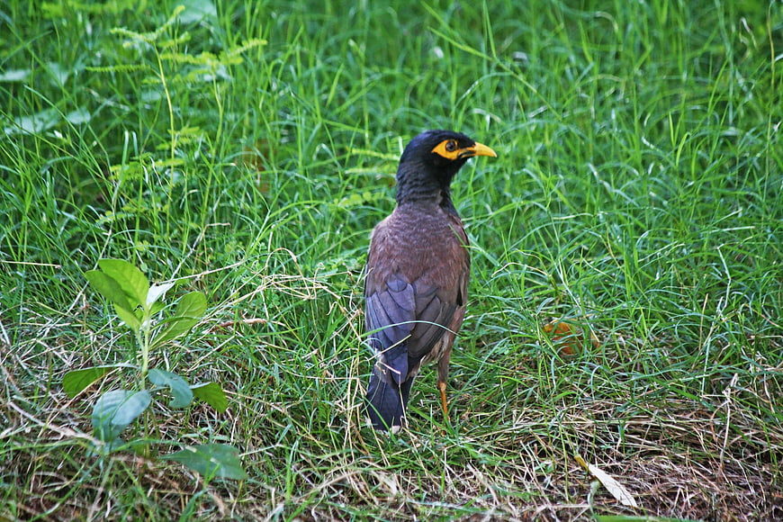 Common Myna Bird Standing in Green Grass