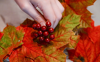 Hand holding red berries over autumn maple leaves