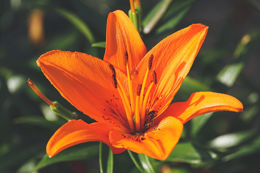 Vibrant Orange Lily Flower Close Up With Insect