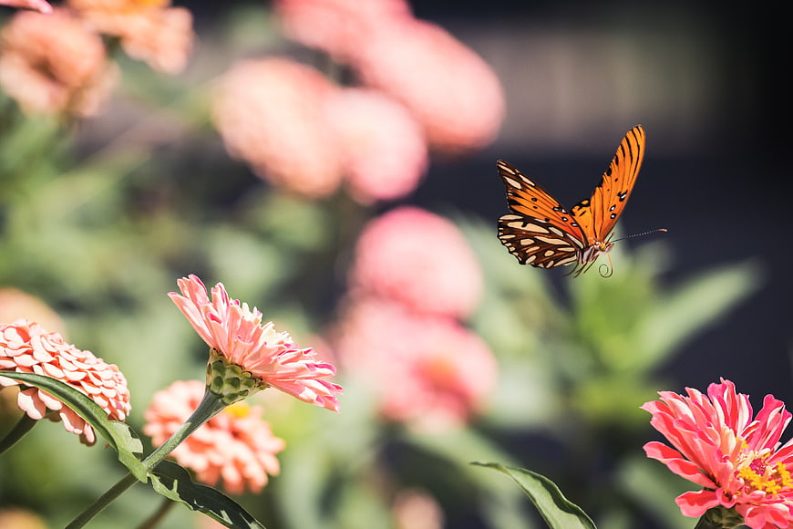 Orange Butterfly Flying Over Pink Zinnia Flowers in Garden