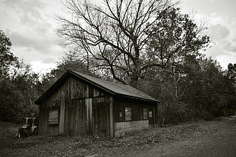 Rustic wooden barn with large tree in black and white