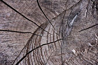 Close-up of weathered tree stump with cracks and rings