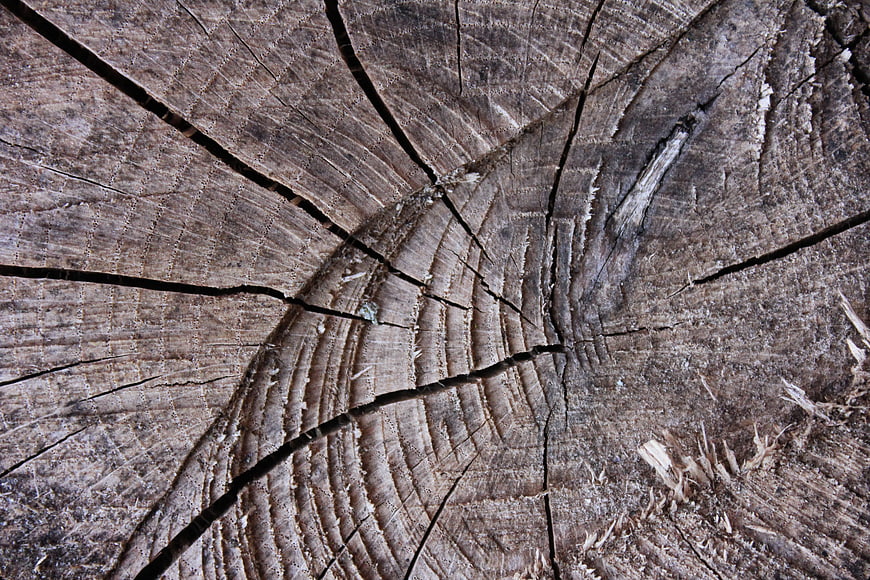 Close-up of weathered tree stump with cracks and rings