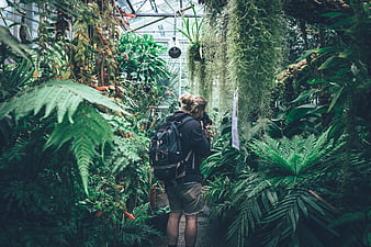 Photographer exploring lush tropical greenhouse with camera