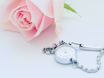 Silver Watch and Pink Rose on White Background