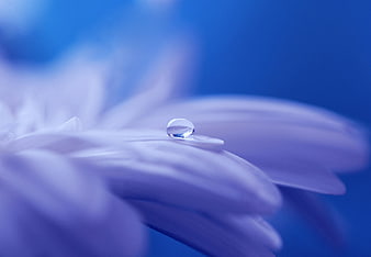Macro water droplet on purple flower petal