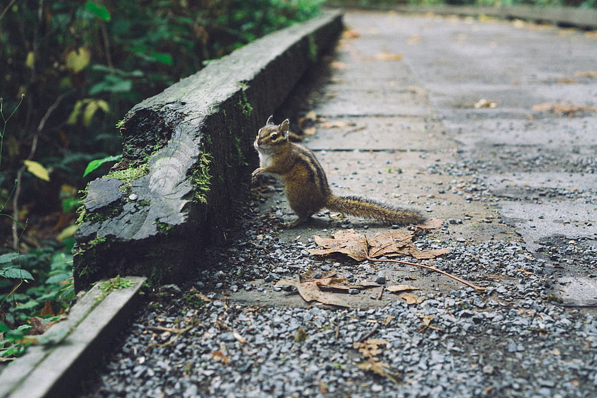 Cute chipmunk standing on a paved forest path