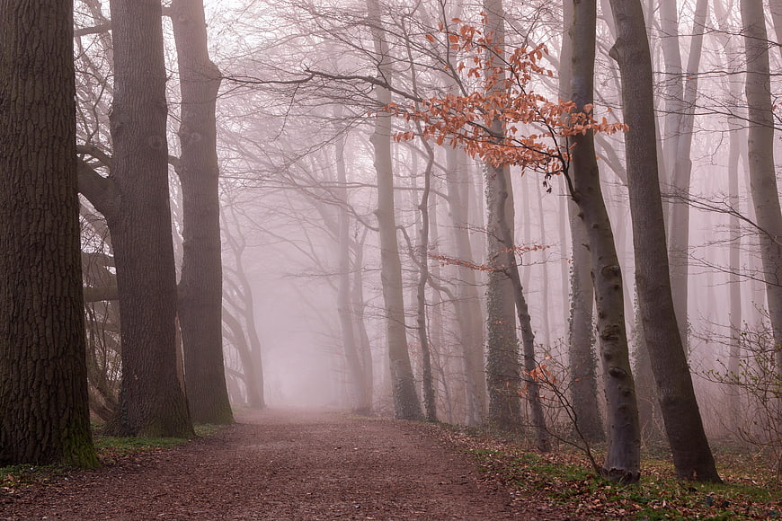 Misty forest path with autumn leaves and tall trees