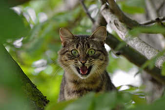 Angry Tabby Cat Hissing in Tree Branches