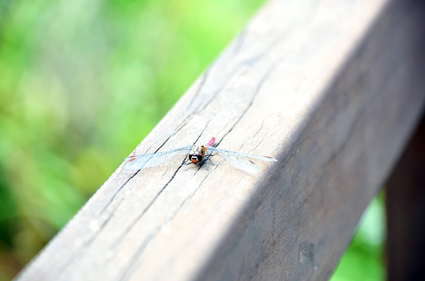 Dragonfly resting on wooden railing with green background