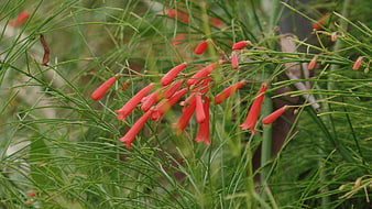 Red Coral Plant Flowers in Green Garden