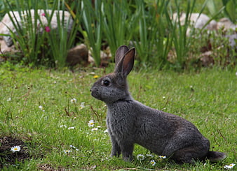 Gray Rabbit Sitting in Green Grass with Small White Flowers