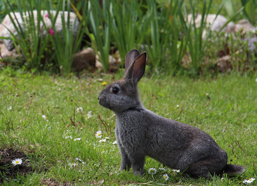 Gray Rabbit Sitting in Green Grass with Small White Flowers
