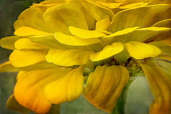 Close-up of Yellow Zinnia Flower Petals