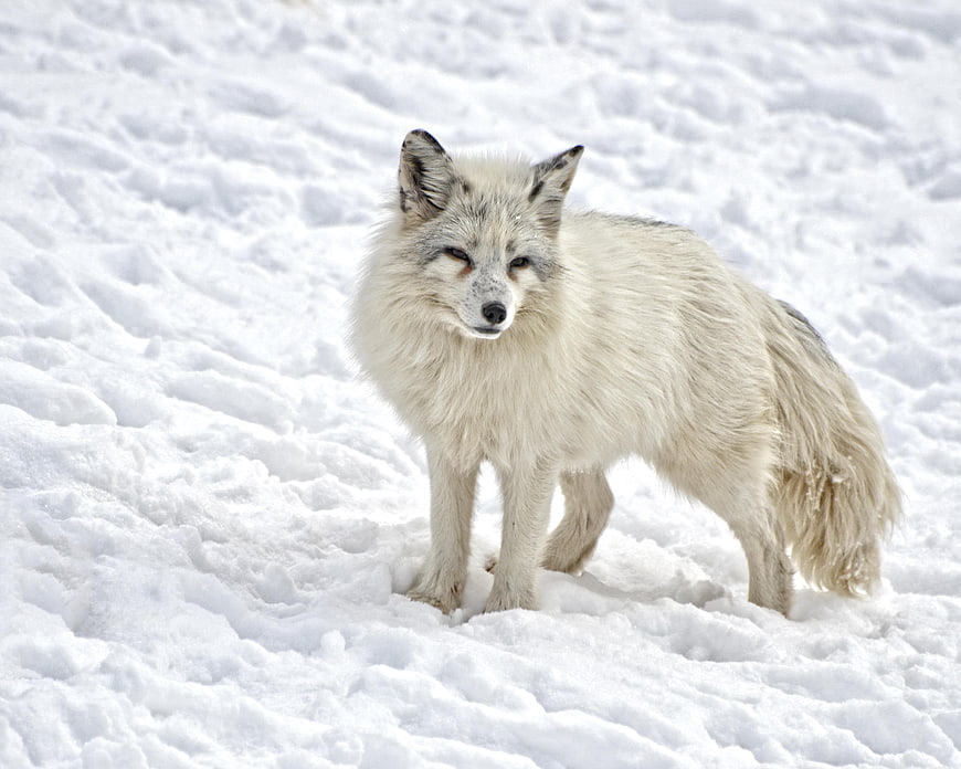 Arctic Fox Standing in Snowy Winter Landscape