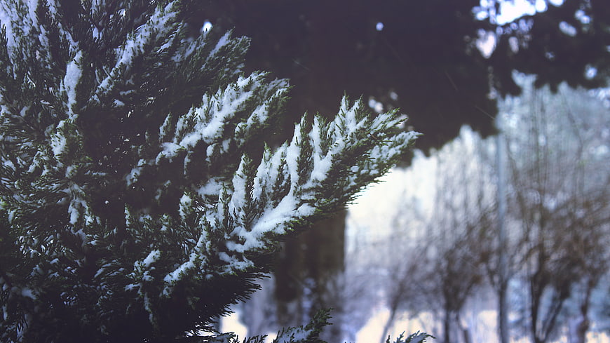 Snow-covered pine branch in winter forest
