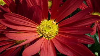 Close-up of vibrant red gerbera daisy with yellow center
