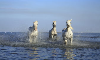Three White Horses Galloping Through Shallow Water