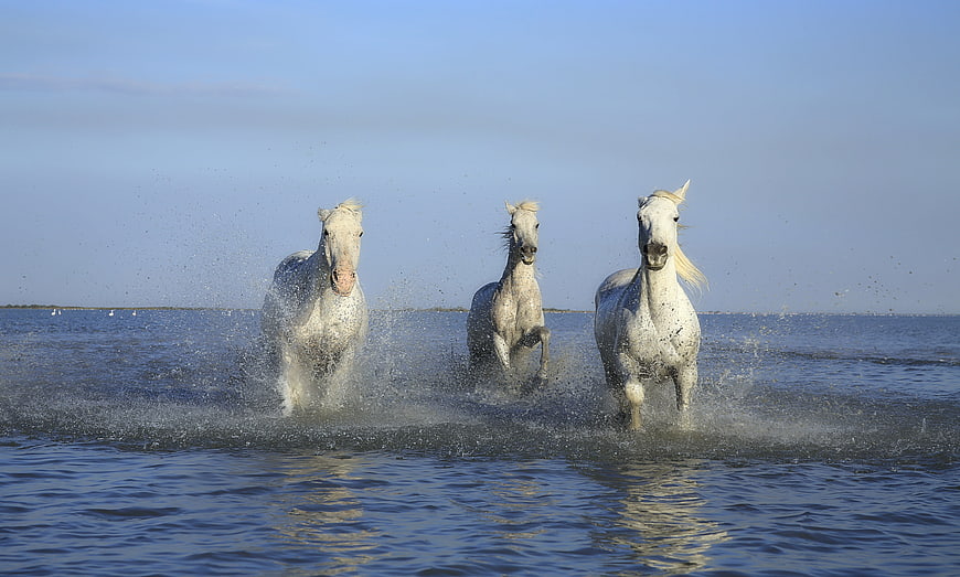 Three White Horses Galloping Through Shallow Water