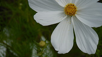 Close-up of a white cosmos flower with yellow center