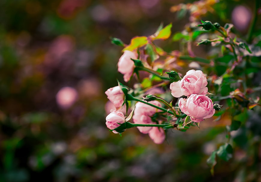 Delicate Pink Roses in Soft Focus Garden Setting