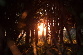 Sunlight streaming through dense forest trees at golden hour