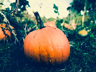 Fresh Orange Pumpkin in Garden Field