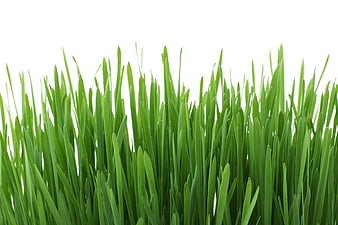 Fresh Green Grass Blades Isolated on White Background