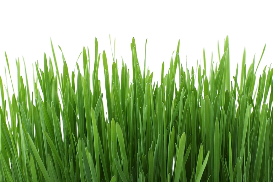 Fresh Green Grass Blades Isolated on White Background