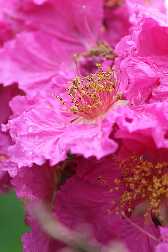 Close-up of vibrant pink crepe myrtle flowers with dew drops