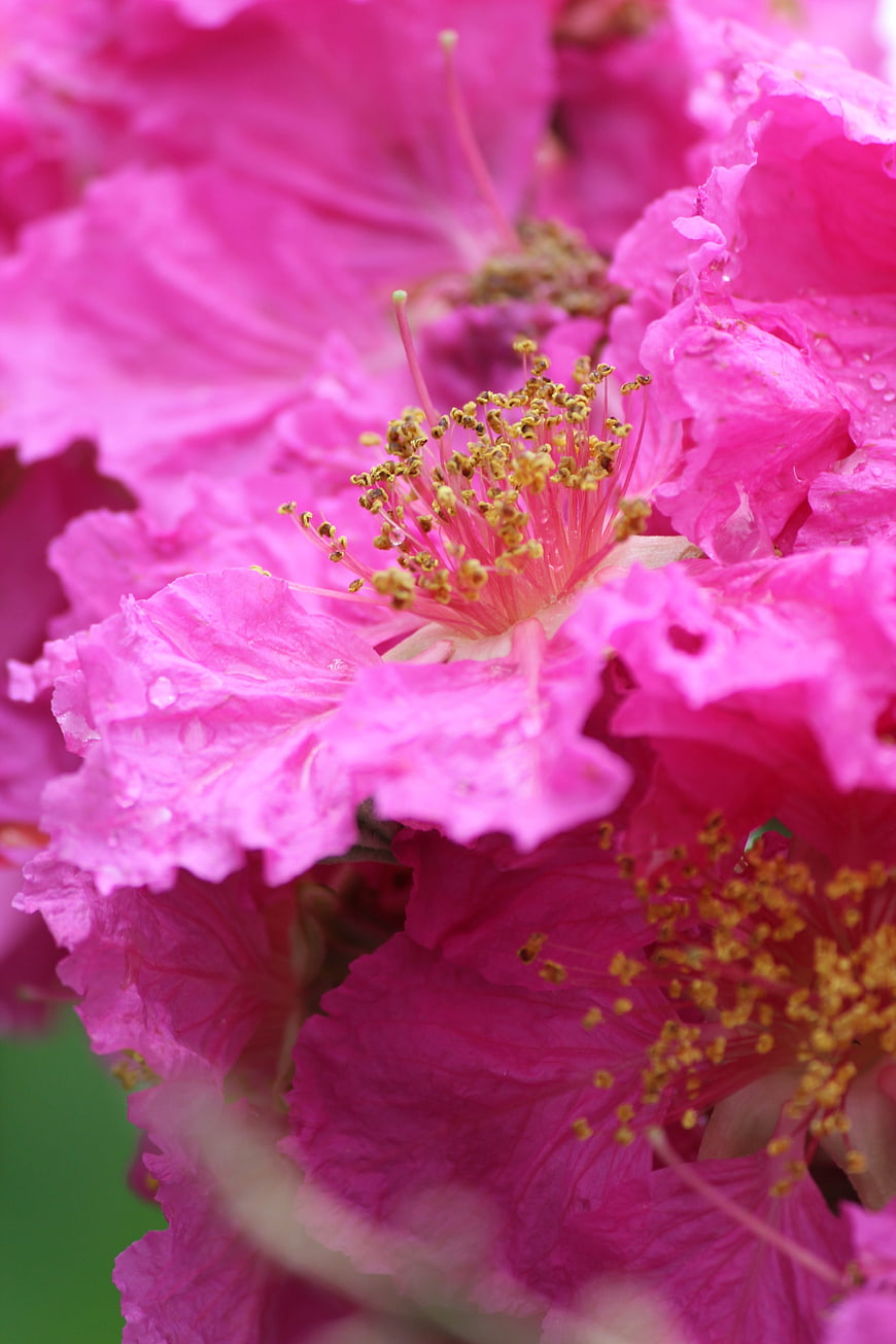 Close-up of vibrant pink crepe myrtle flowers with dew drops