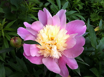 Pink and Yellow Peony Flower in Green Garden