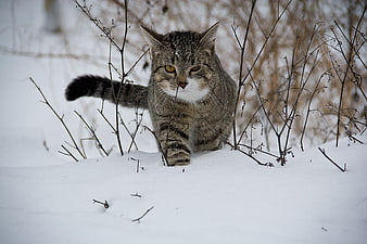 Tabby Cat Walking Through Snowy Winter Bushes