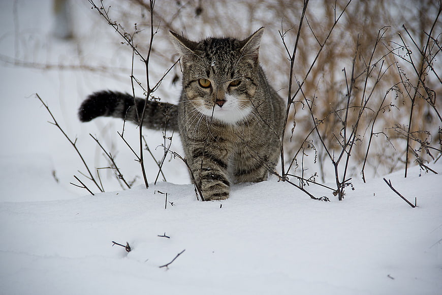 Tabby Cat Walking Through Snowy Winter Bushes