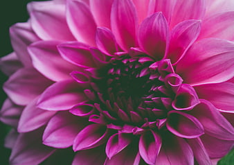 Close-up of vibrant pink dahlia flower petals