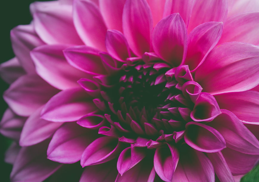 Close-up of vibrant pink dahlia flower petals