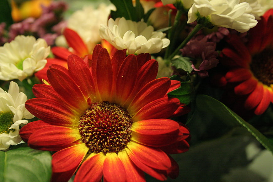 Close-up of vibrant red and yellow gerbera daisy bouquet