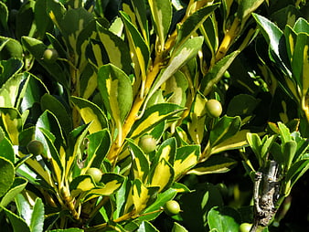 Close-up of variegated Euonymus leaves with green berries