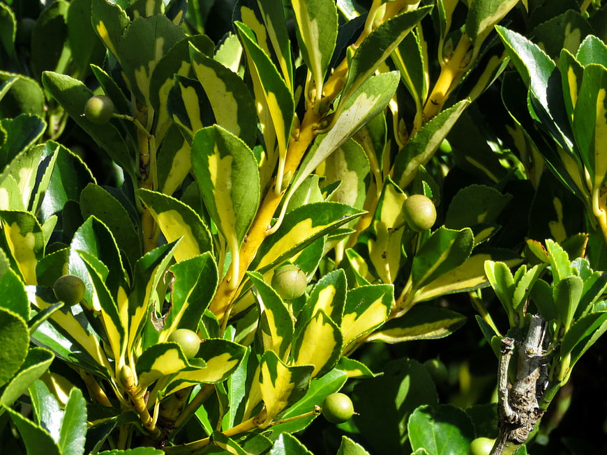 Close-up of variegated Euonymus leaves with green berries