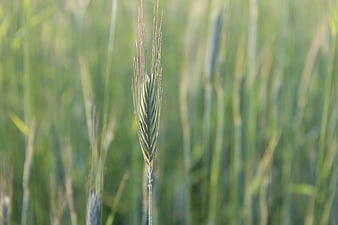 Close-up of a single green wheat ear in a blurred field