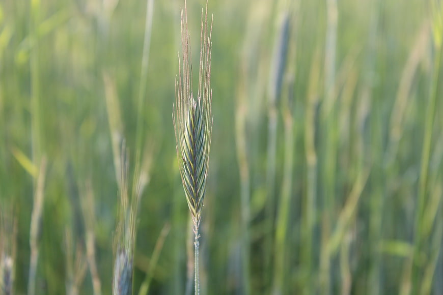 Close-up of a single green wheat ear in a blurred field