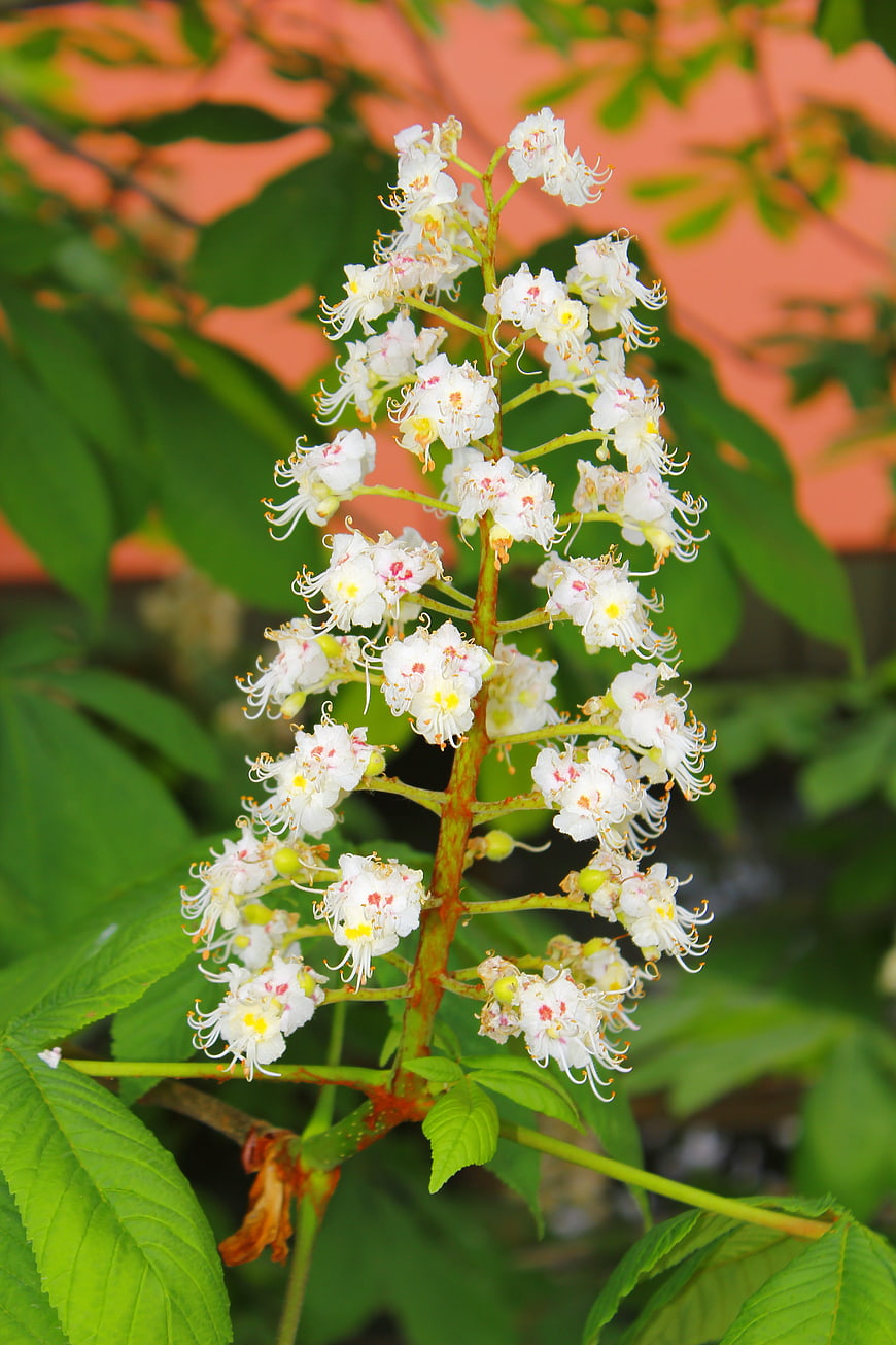 Close-up of white horse chestnut flower spike with green leaves