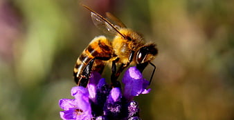 Close-up of Honey Bee Pollinating Purple Lavender Flower
