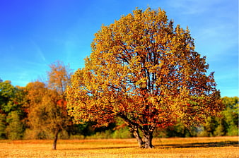 Lone Autumn Tree with Golden Leaves in Field