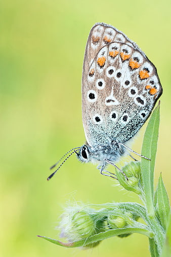 Macro of a Brown Butterfly with Orange Spots on a Green Plant