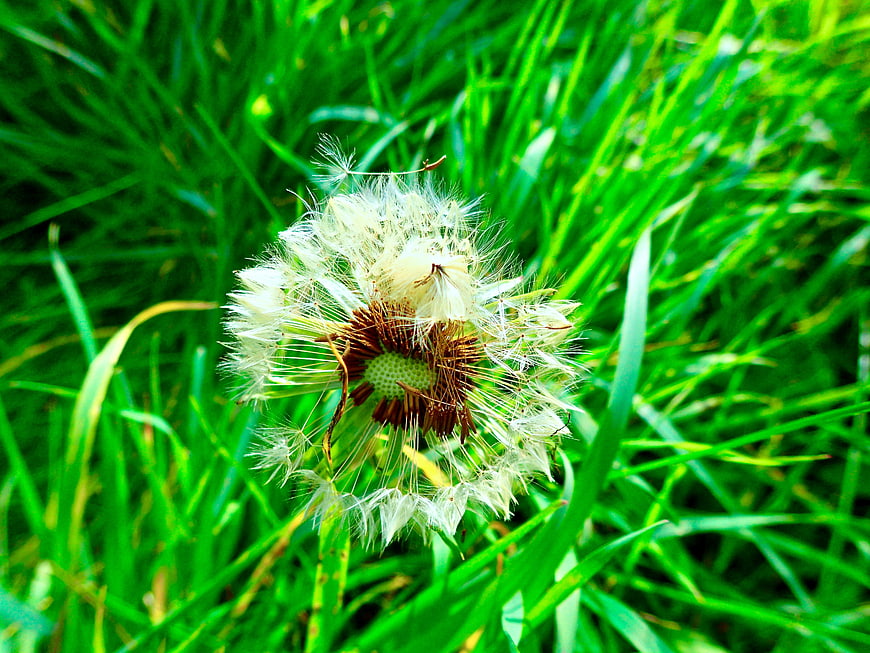 Close-up of a dandelion seed head in vibrant green grass