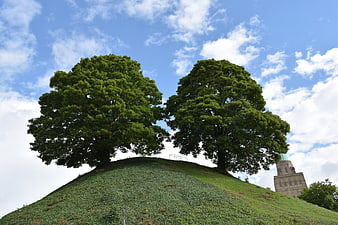 Two large green trees on a grassy hill with Oxford tower