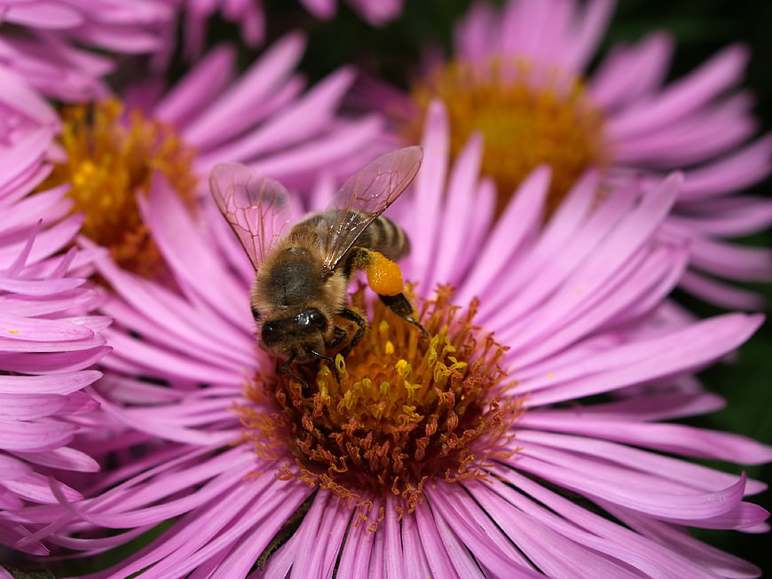 Close-up of Honey Bee Collecting Pollen on Purple Aster