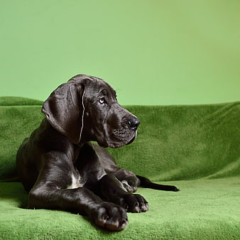 Black Great Dane Puppy Lying On Green Velvet Background