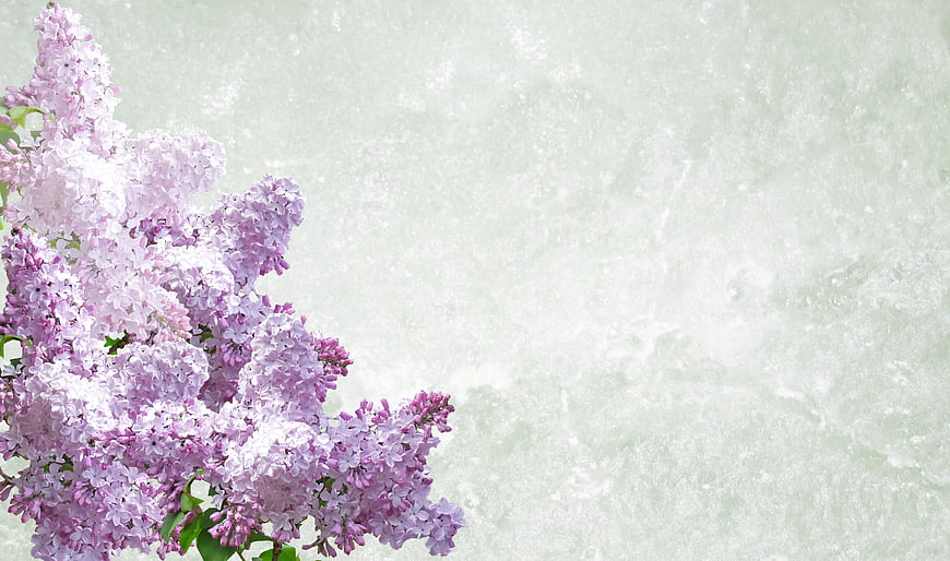 Purple Lilac Flowers On Textured Light Green Background